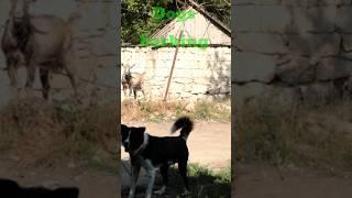 Big aggressive dog  barking status #7kviral#shorts