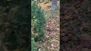 Kadriorg Park's Tranquility: Squirrel in the Japanese Garden - Tallinn, Estonia