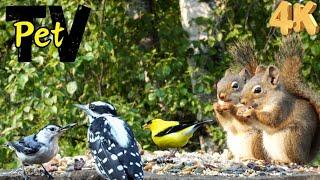 Entertain Your Cat or Dog with Pet TV | Beautiful Goldfinches and Chatty Squirrels