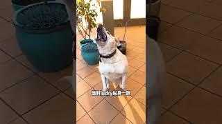 狗界卧龙凤雏，拉布拉多六年接不住食物，马犬则守猪待吐绝不浪费#拉布拉多 #马犬 #这狗成精了 #家有傻狗 #萌宠出道计划 #萌宠#狗狗