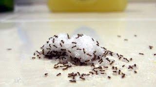 Indoor Ants - Tips & Tricks For Finding The Nest