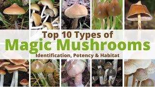 Top 10 Most Potent Magic Mushrooms: A Comprehensive Guide