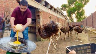 Ostrich Ka Anda Bna k Kha Liya  Ground Birds farm Ostrich Egg V.S Chicken Eggs, Hsn Entertainment