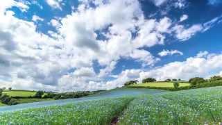 Flax Field