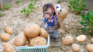 Monkey MiMi’s Adorable Effort: Harvesting Potatoes to Surprise Mom!