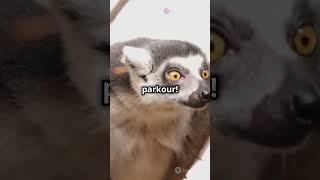 # funny random facts about lemur ️