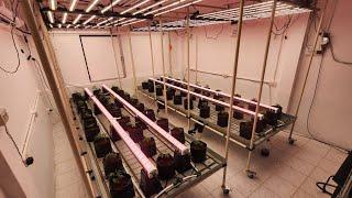 WE ARE GROWING AGAIN IN ALL ROOMS with 94 PLANTS!!!