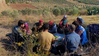 OLIVE OIL DOCUMENTARY - OLIVE OIL FROM FIELD TO TABLE - HOW IS OLIVE OIL PRODUCED?