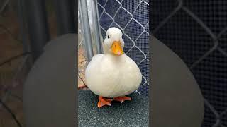 Mr. Whip #shorts #ducks