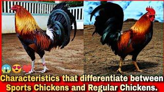 Characteristics That Differentiate between sports chickens and Regular Chickens.