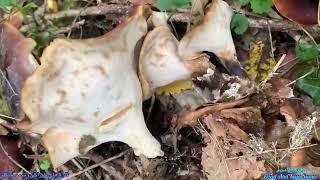 Mushrooms in October قارچ های ماه اکتبر