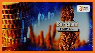 | SMART FARM | Sorghum farming in Siaya