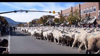 CEDAR CITY UTAH ANNUAL SHEEP RUN 2018!