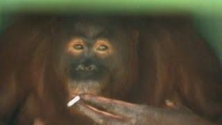 Smoking Monkey Forced to Quit