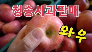 청송사과판매 합니다 맛있는 사과 설명도 해 드립니다. 정품사과 기스사과 사과쥬스(기스사과는 품절임박입니다)