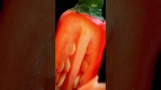 Резка перца крупным планом #shorts #asmr #closeup