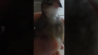 미니메추리 베이직 파이드 #부화 #buttonquail #병아리 #손추리