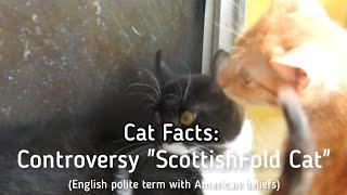 Cat Facts: Controversy "ScottishFold Cat" (English polite terms with American beliefs)