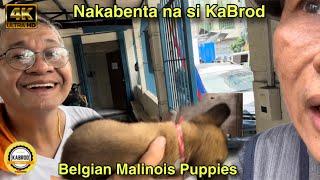 4K | NAKABENTA NA NG TUTA SI KABROD | BELGIAN MALINOIS