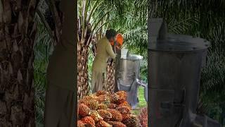 Palm Oil seed germination