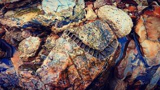 cool rocks and fossils