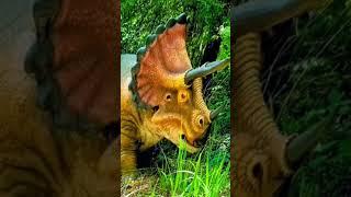 the triceratops