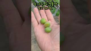 왕자두 수정불량