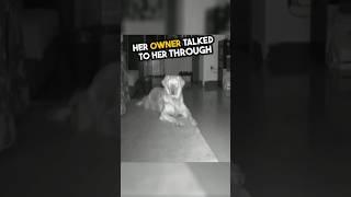 Her owner talked with her dog for little help ️ #shorts