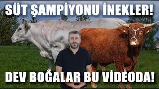 Dev Boğalar Süt Şampiyonu İnekler! Hayvancılığın En Güçlü Irkları Bu Videoda / Verimli Çiftlikler