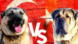 Turkish Kangal Vs Aksaray Malaklı ( Anatolian Shepherd Dog ) 4K Köpekleri  #malaklı #kangal #köpek