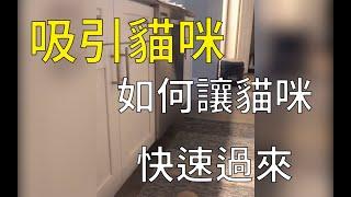 【吸引貓咪】如何讓貓咪快速過來