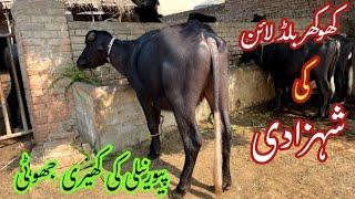 پیورنیلی کی شوقین کھیری جھوٹی براۓ فروخت | Pure Nilli ki kheri Jhotti for Sale in Punjab Pakistan