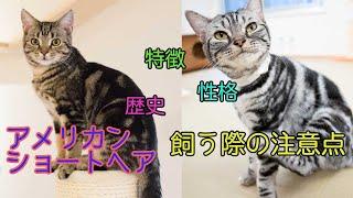 アメリカンショートヘアってどんな猫種？性格、特徴、歴史、注意点解説！