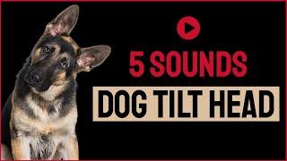 5 Sounds To Make Your Dog Tilt Head