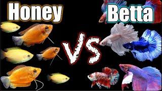 Betta Fish vs Honey Gourami - Which is The Ultimate Center Piece Fish?