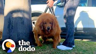 125-Pound Golden Retriever Couldn't Even Stand Up On Her Own | The Dodo