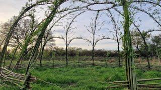 building living structures from willow trees #gardening #offgridliving #offgridlife #trees #pergola