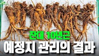 예정지 관리를 철저히 하면 얻는 결과ㅣ잔대 10년근ㅣ투자할 거면 제대로!