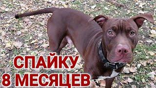 Спайку 8 месяцев. Щенок питбуля воет. Прогулка со Спайком. Pitbull Gladiator Live