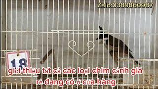 17/11: giới thiệu tất cả các loại chim cảnh đẹp giá rẻ đang có ở cửa hàng:0389860987