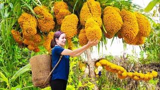 How to WOMAN Harvesting Caryota Urens Capi fruits to sell | Primitive hunting and gathering life