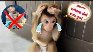 poor monkey DiDi is sad because he has to leave monkey Diana