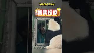 小白天突然一下，把面面奶爸吓一大跳 #panda #pandafushun #animals #adorablepanda #cute #cutepanda #pandalove