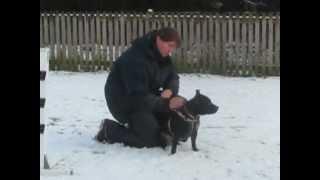 Charlie the dog from the Blue Cross at Thirsk looking for a new home