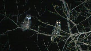 Great Horned Owl Encounter