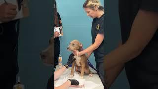 Vetting During an Emergency Animal Response | Denton County June 2024