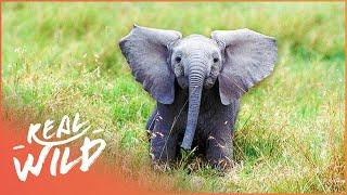 Elephant Orphanage Saves The Lives Of Vulnerable Baby Elephants | Back to the Wild | Real Wild