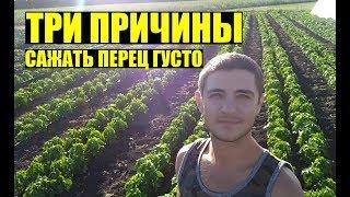 Почему сажаем перец так ГУСТО? и по два в одну лунку / Why do we plant pepper so THICKLY? (Eng sub)