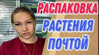 РАСПАКОВКА/как ДОХОДЯТ растения В ЖАРУ/растения почтой