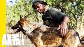 Pup on Patrol: How Anti-Poaching Dogs Aid in Conservation